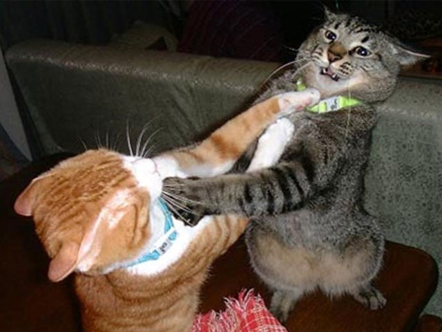 Cómo detener las peleas entre gatos