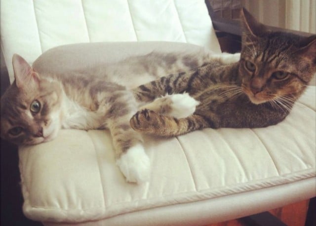 ¿El pelaje de un gato afecta su personalidad?