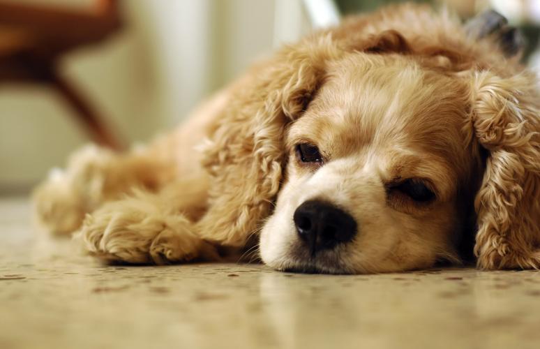 Heartworm Disease in Dogs