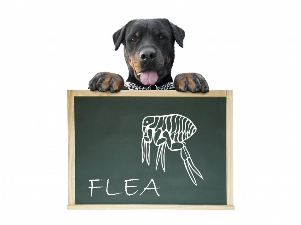 Know Your Enemy (The Flea)