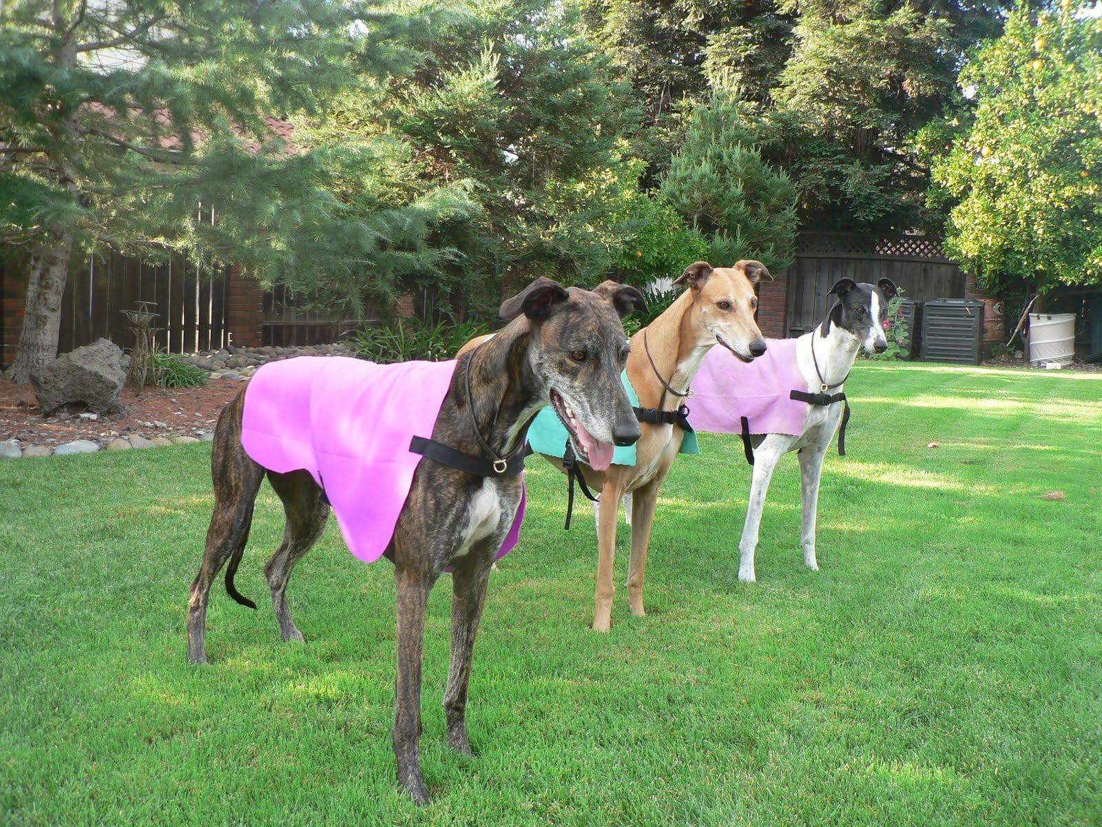 Cooling Jackets: Why Your Dog Needs One