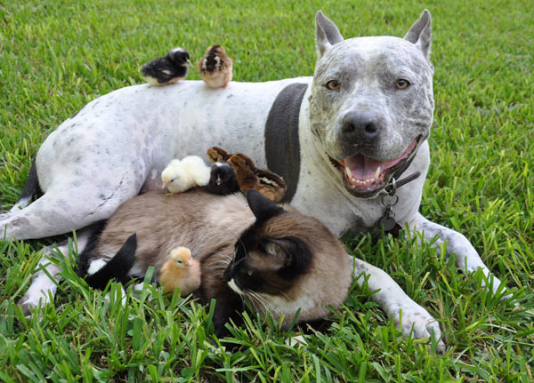 8 mejores amigos que derretirán tu corazón