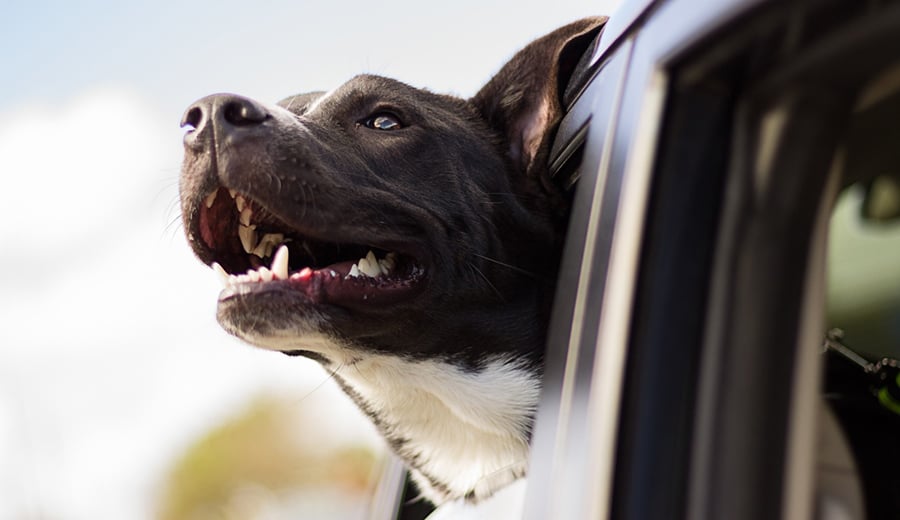 Tips for Taking Your Dog on a Long Car Trip