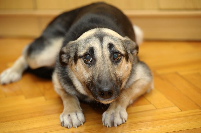 Six Ways to Calm an Anxious Dog