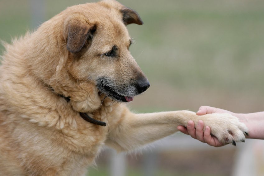 Signs your dog is co-dependent and how to help him