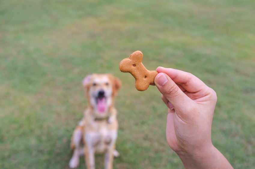 Four tricks to teach your dog now