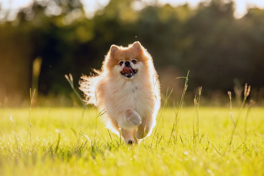 Fleas and Ticks: Spring's Unwelcome Guests