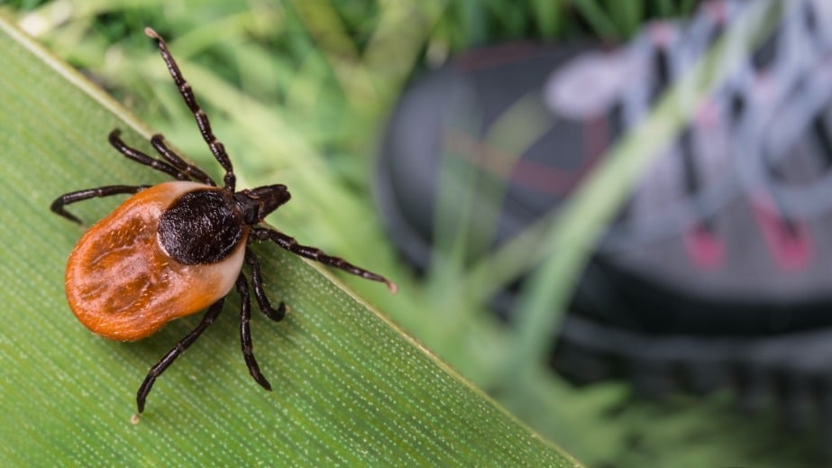 About the Wood Tick