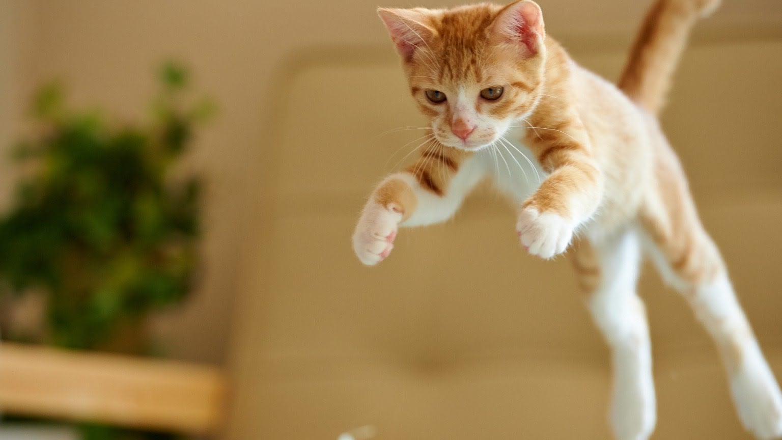 ¿Por qué los gatos atacan de repente a sus dueños?