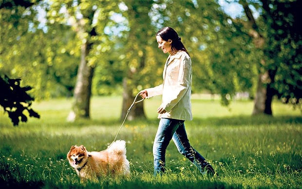 What To Do When Your Dog Won't Go For A Walk