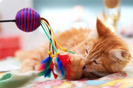 Los 5 Mejores Juguetes Interactivos para Gatos