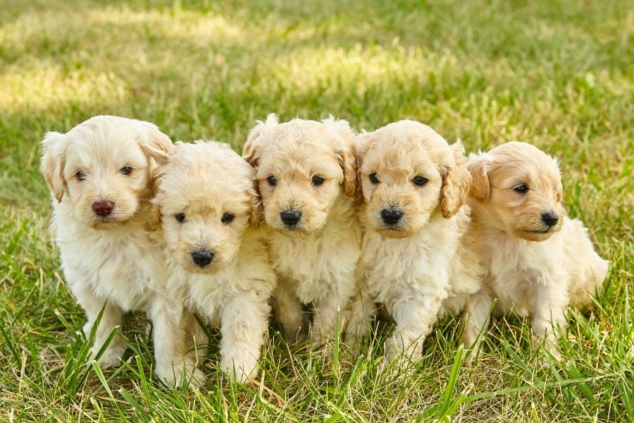 How to Choose the Right Dog for You!