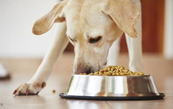 3 Simple Rules for Selecting a Better Dog Food