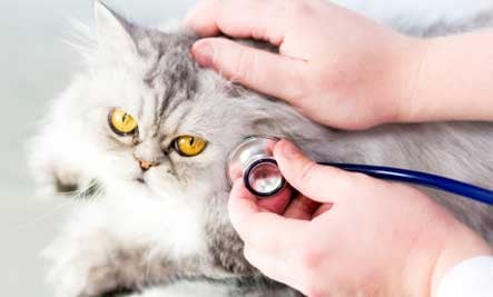Enfermedades Comunes en Gatos y Sus Síntomas