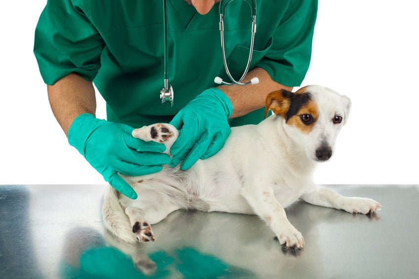 Dog Joint Health