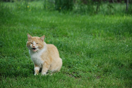 Cómo los Sistemas de Contención Pueden Ser Útiles Para Ti y Tu Gato