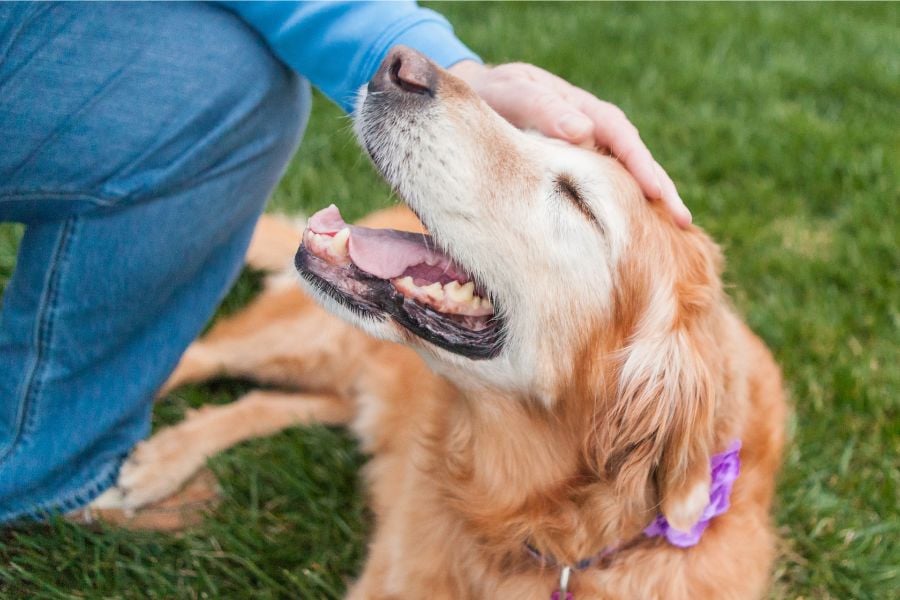 Forever Young: The Secrets to Caring for Your Beloved Senior Dog
