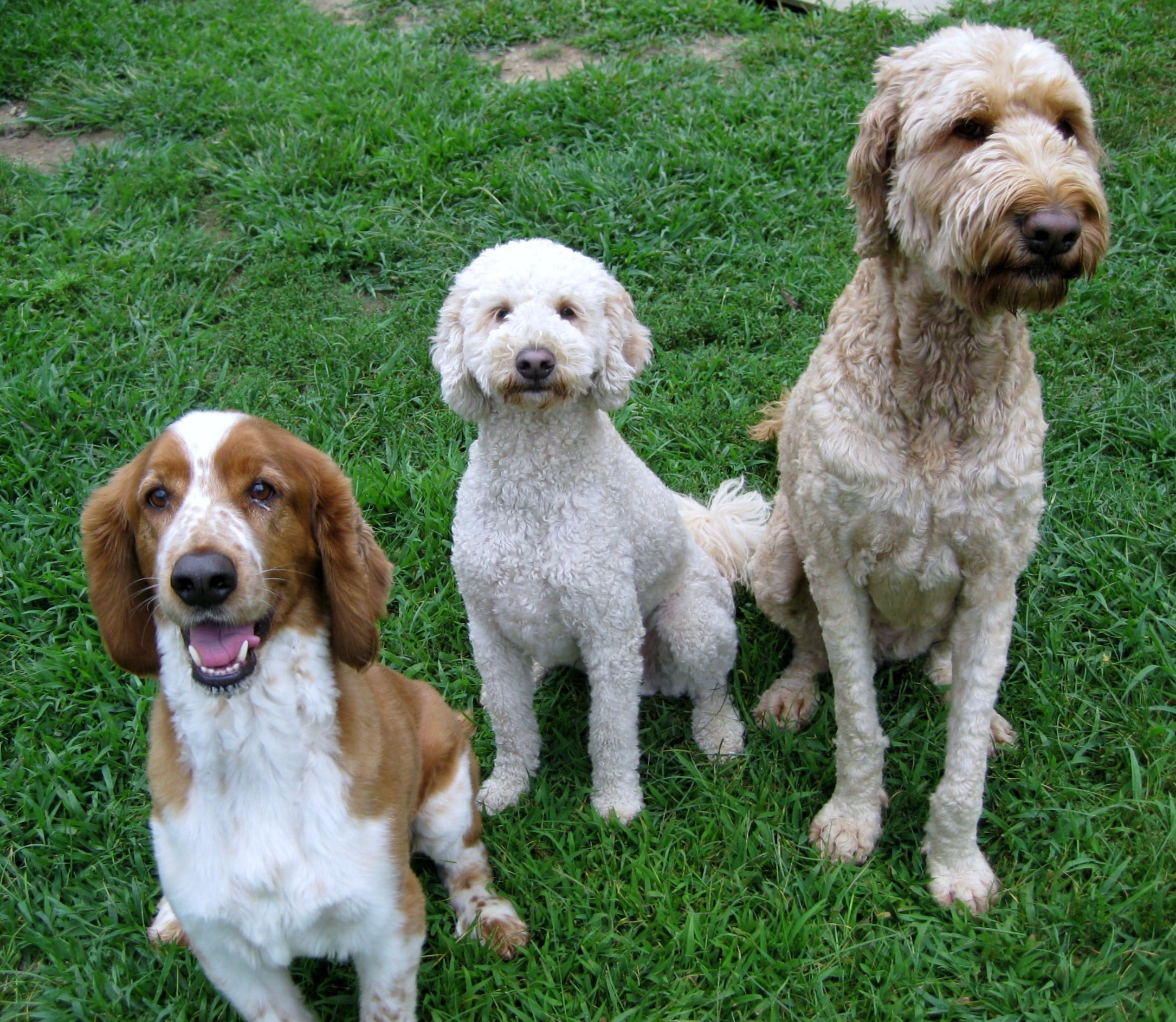 ¿Vas a introducir un tercer perro en casa? ¡Sigue estos seis consejos para lograrlo con éxito!