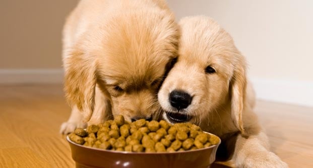 ¿Qué Deberías Darle de Comer a Tu Perro?