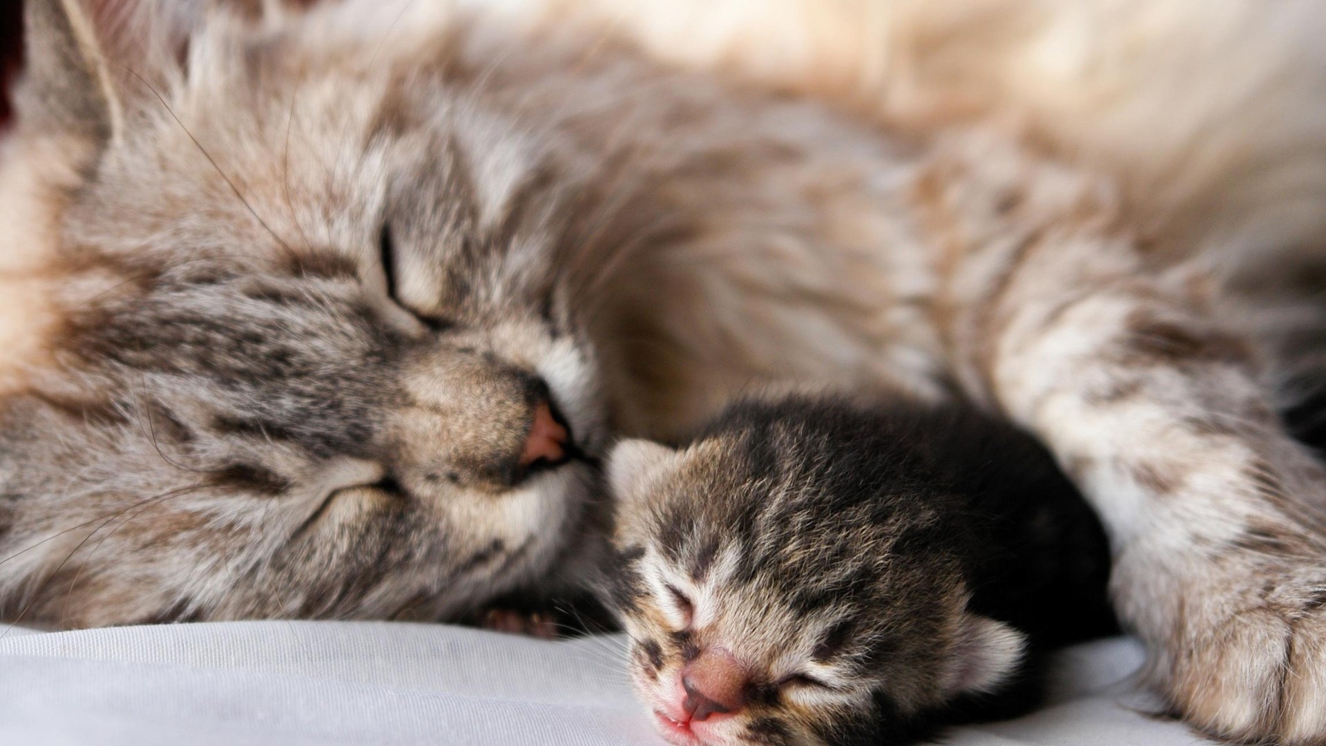 Qué Hacer: Si Tu Gato Queda Embarazada