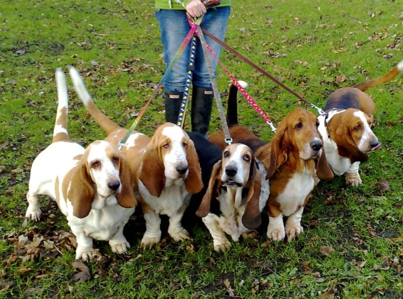 Pasear a tu perro: 6 consejos para establecer el liderazgo de manada