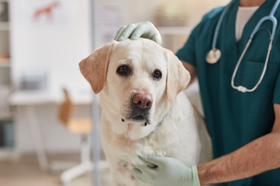 Smart Ways to Reduce Medical Expenses for Your Dog
