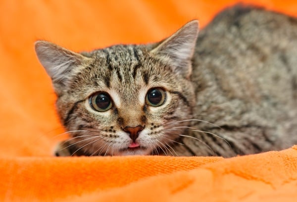 5 Razones por las que tu Gato Tiembla
