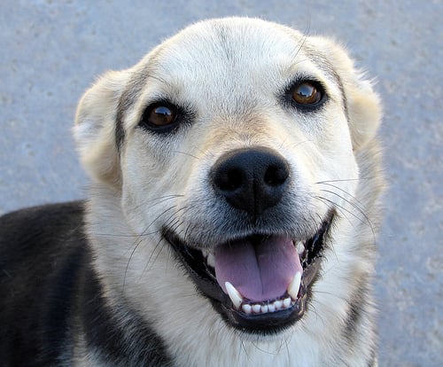 7 Formas de Solucionar el Mal Aliento en Perros