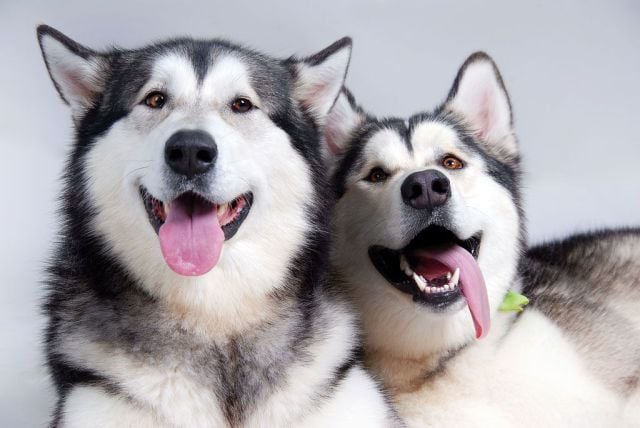 Consejos para Entrenar a un Husky Siberiano 