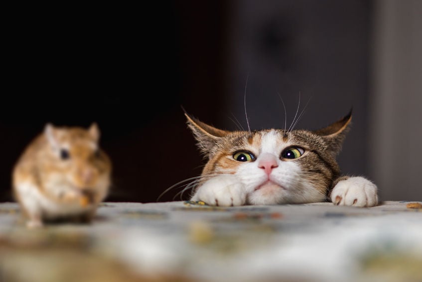 Why all cats don’t hunt mice
