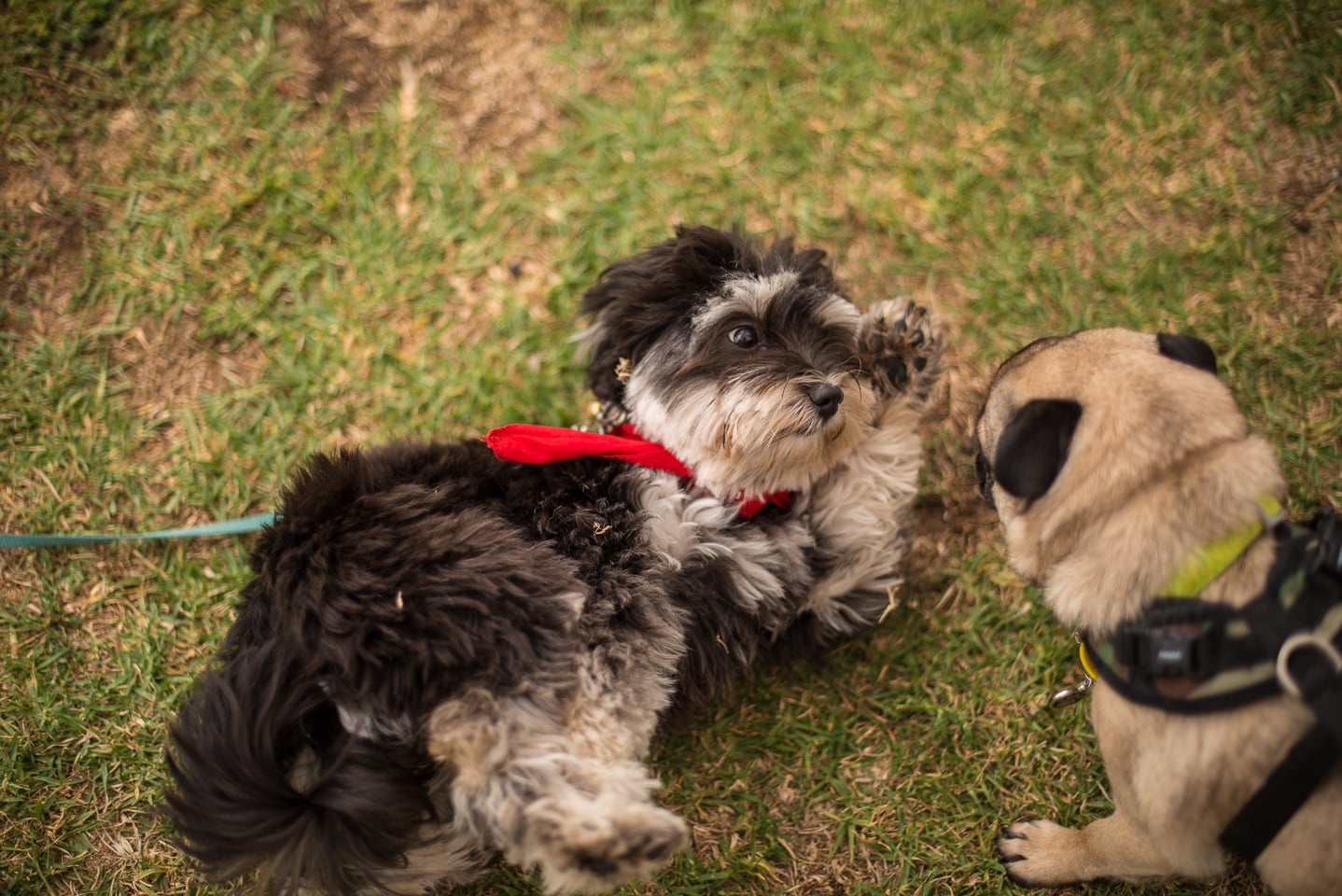Give Your Pets A Happier And Healthier 2015
