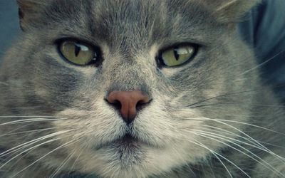 5 Formas de Ayudar a Tu Gato a Llevarse Bien con Tu Nueva Pareja