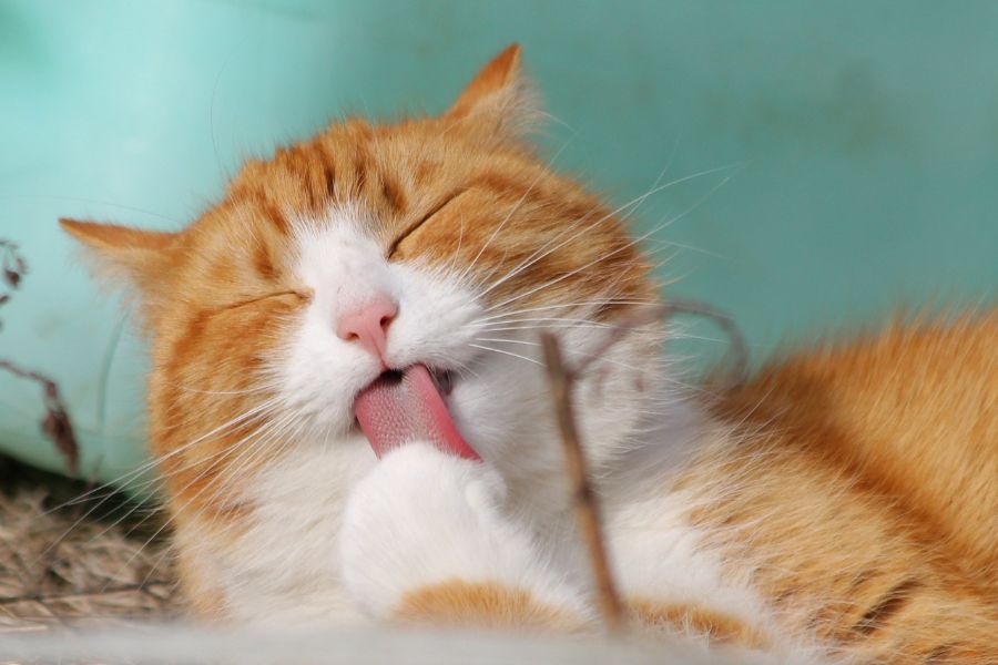 Pawsitively Purrfect: Cat Grooming Tips At Home