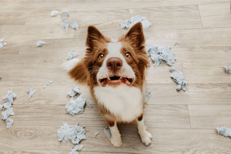 Professional Strategies to Address Canine Separation Anxiety