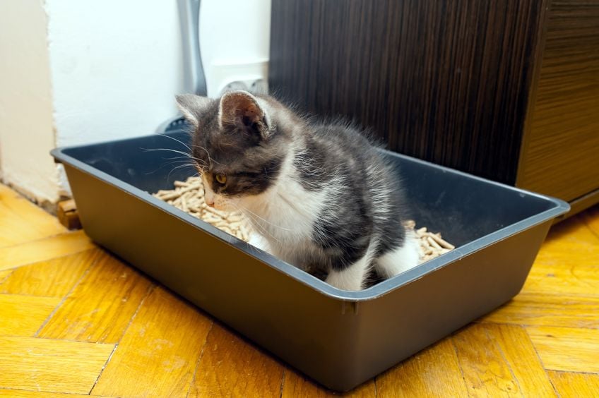 Why cats go crazy after they poop
