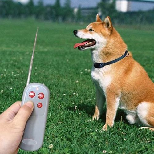Los 3 Mejores Implementos de Adiestramiento para Perros Bien Portados