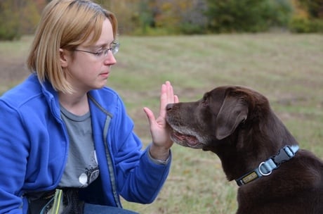 Enséñale a Tu Perro a Tocar la Mano