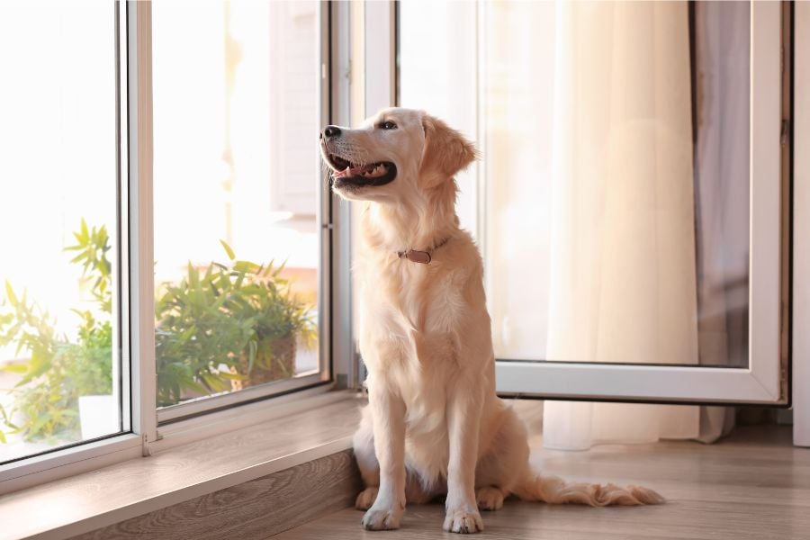 How to Survive with Your Furry Companion in Close-quarter