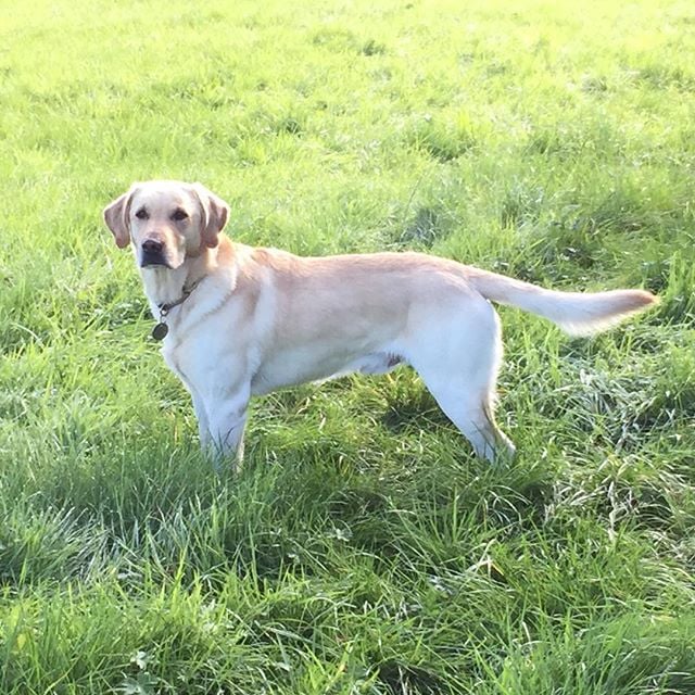 Why do dogs wag their tails?