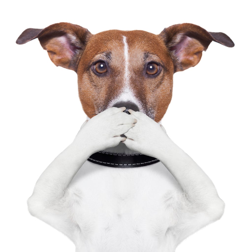 Dogs And Their Stinky Breath