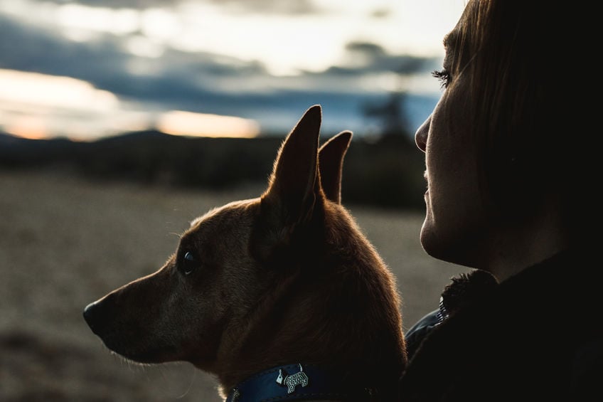 What to do if your dog hates your new partner