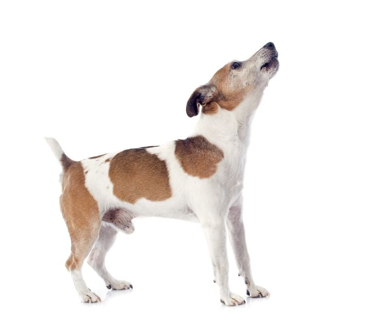 Why Some Dogs Don't Bark