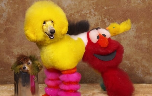 14 perros con peinados "salvajes"