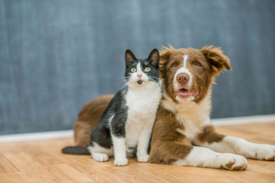 Common Parasites in Dogs and Cats: How to Protect Your Pets