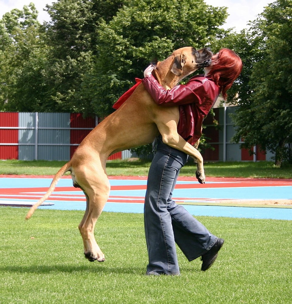 Why does my dog jump and how can I stop him?