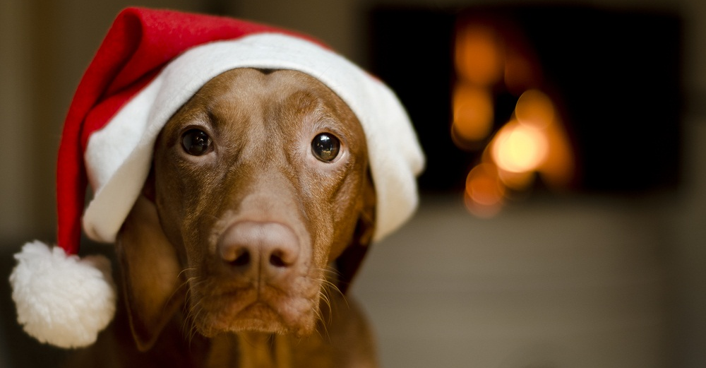 10 Winter Holiday Hazards for Dogs