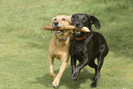 6 Consejos para la Perfecta Cita de Juego Canina