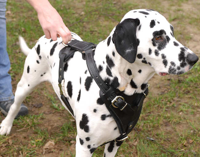 ¿Debería Tu Perro Usar un Arnés?