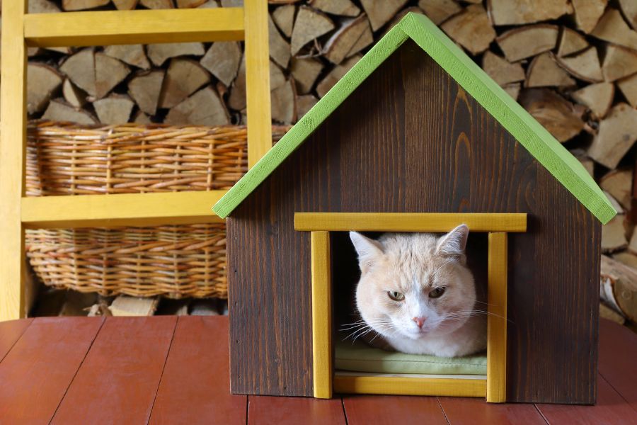 A Professional Guide to Minimizing Stress for Your Feline Friend