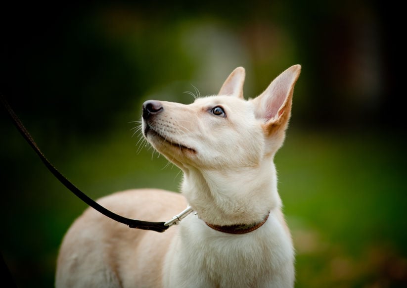 Four signs your dog respects you